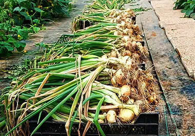 Culture de notre propre terre